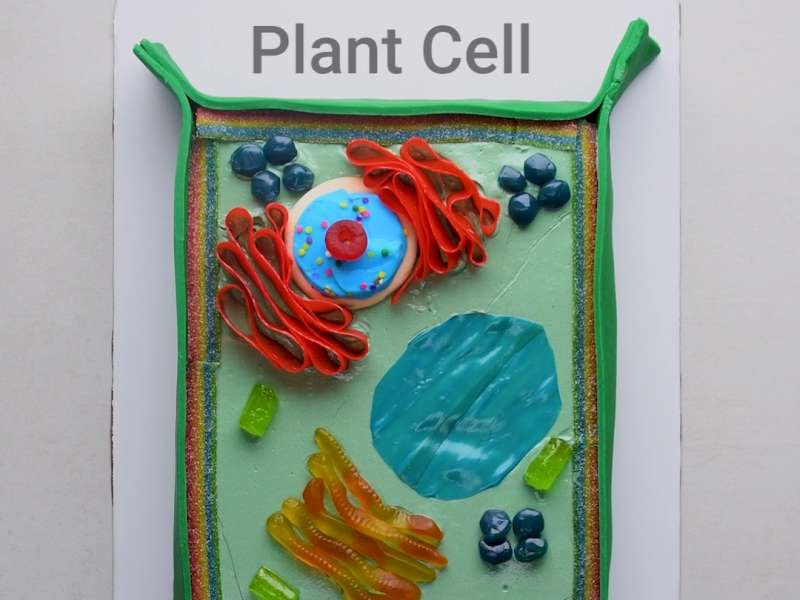 Plant Cell Cake Recipe - Whisk