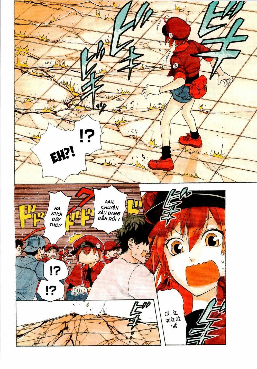 Hataraku Saibou ! Chapter 1: Khuẩn cầu phổi - Next Chapter 2: Dị ứng phấn hoa cây tuyết tùng