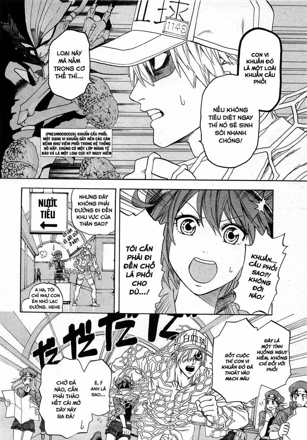 Hataraku Saibou ! Chapter 1: Khuẩn cầu phổi - Next Chapter 2: Dị ứng phấn hoa cây tuyết tùng