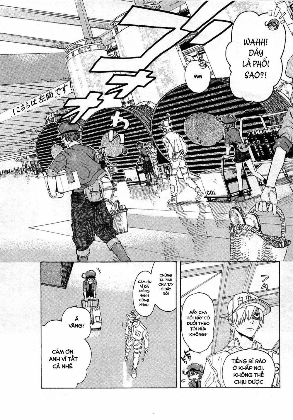 Hataraku Saibou ! Chapter 1: Khuẩn cầu phổi - Next Chapter 2: Dị ứng phấn hoa cây tuyết tùng