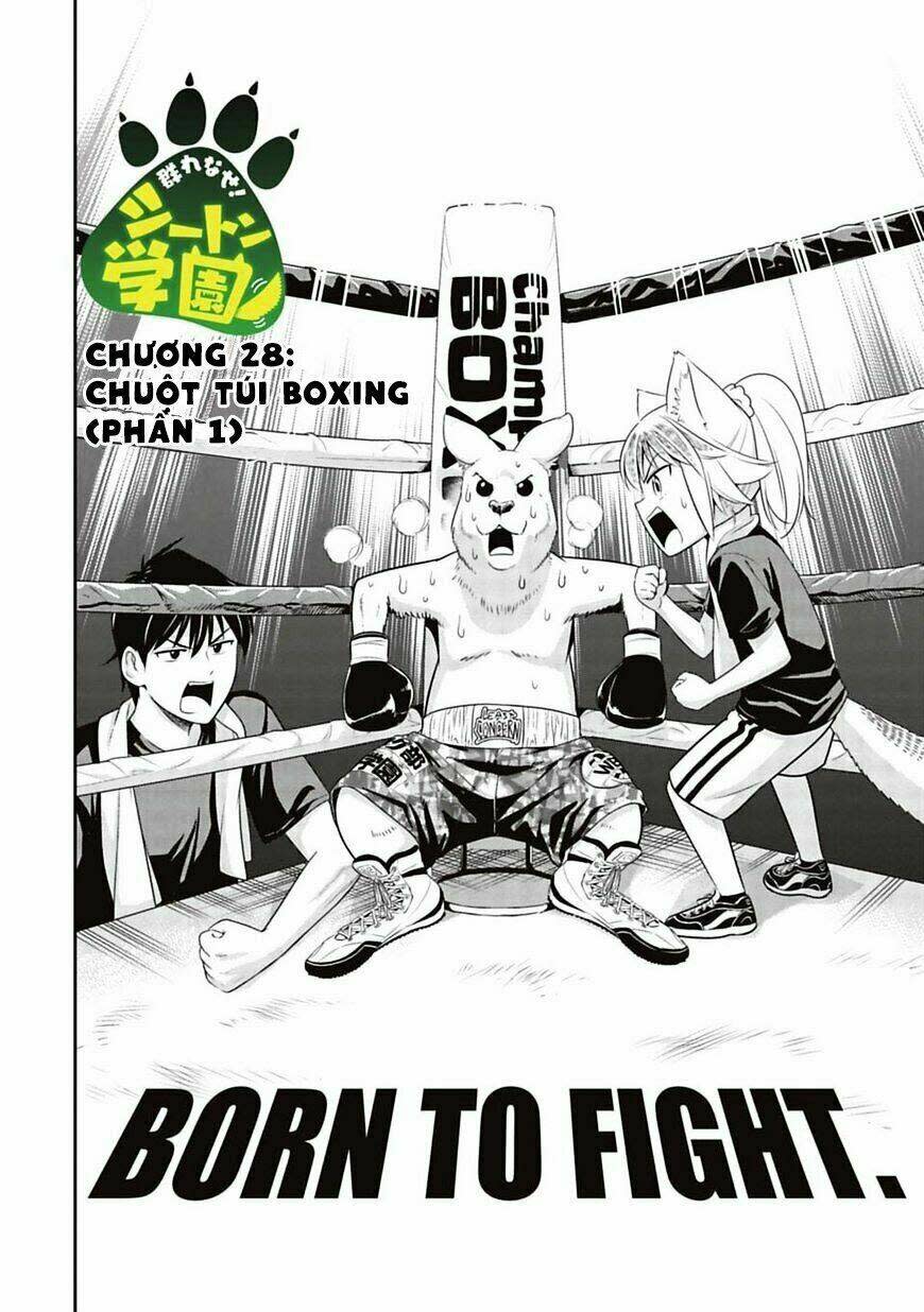 murenase! shiiton gakuen chapter 28: chuột túi boxing (phần 1) - Trang 2